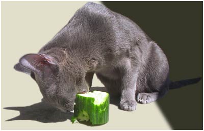 Katze mit Gurke