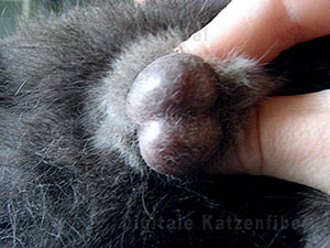 Bild 1. Hoden dargestellt, Haare zur OP entfernt