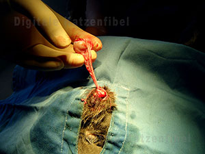 Bild 5. Hoden und Nebenhoden dargestellt