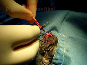 Bild 6. Entfernung von Hoden und Nebenhoden nach Ligatur der Gefäße