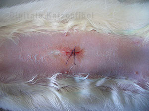 Bild 6. Genähte Wunde