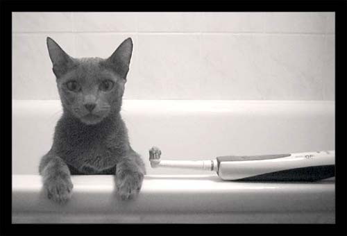 Katzen und Kinden putzen nicht gern Zähne! Foto: Wladlen Sividow