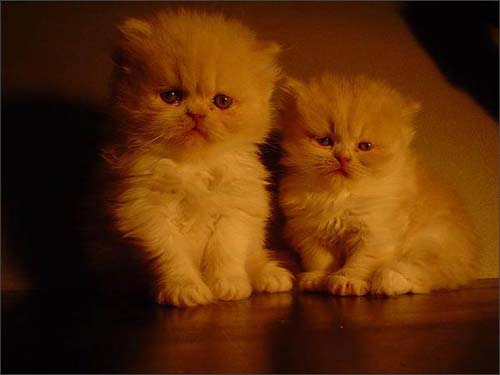 Zwei Kätzchen. Foto: Artyom Blochin