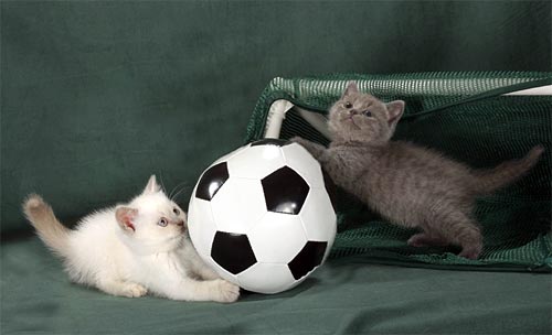 Football. British Shorthair kittens play football. Foto: Valentina Koulagina and Anatoli Krassavine