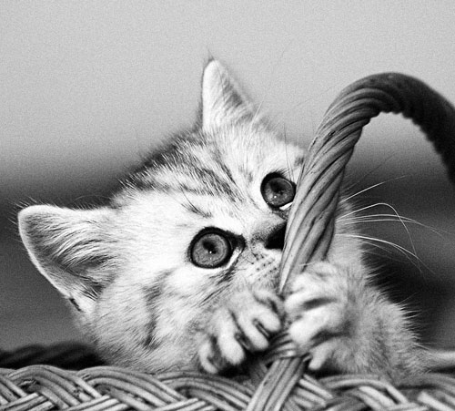 Ein unbekümmertes Katzenbaby. Foto: Alina Schagarowa