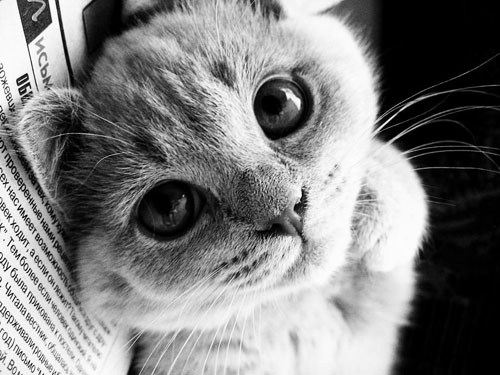 *cat*. Foto: Anastassia Saletowa