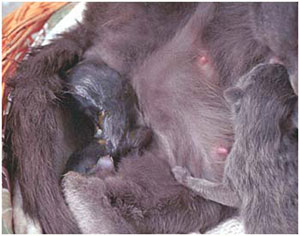 Geburt: Katze wirft und säugt ihre Jungen zugleich