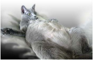 Trächtige Katze
